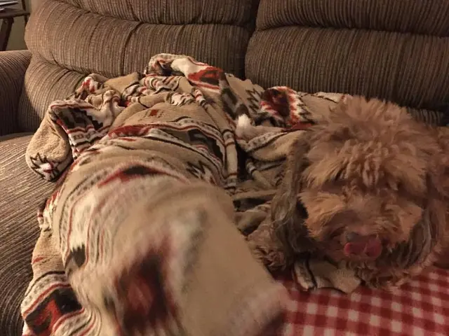 Sofa Refinement by CJM Cleaning: Rediscovering Your Luxury Couch with Elite Cleaning Techniques