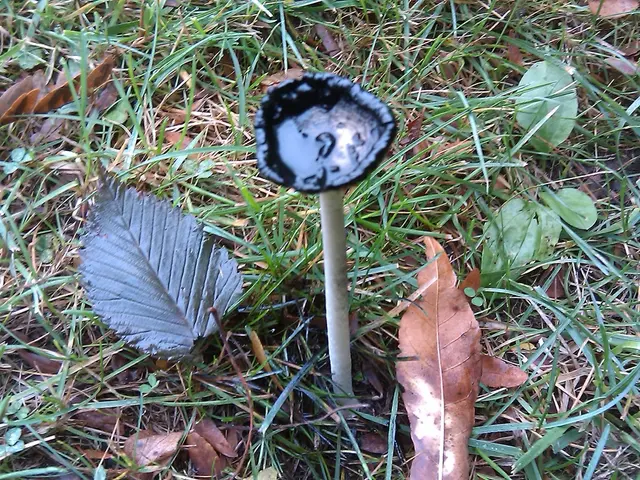 Strategies for Eliminating Fruit Flies From Potted Dirt