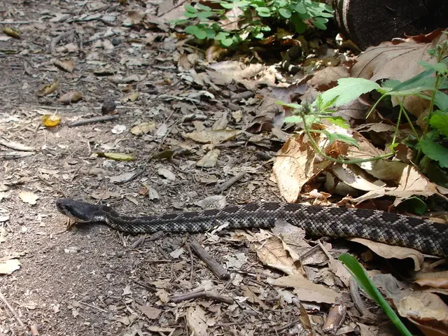 Low-Fuss Interior Vegetation Ideal for Time-Strapped Individuals