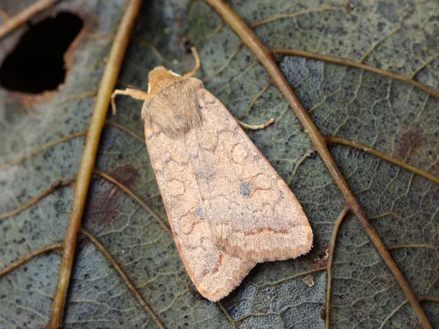 Curling Citrus Leaves: Common Reasons and Solutions Explored