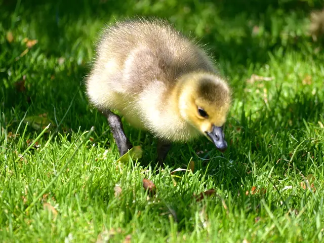 Tragic conclusion ensues