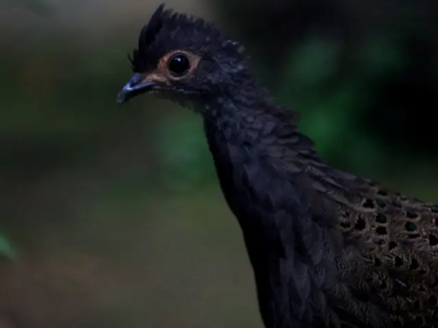 Top 7 Birdbaths Recommended for Increasing Avian Visitors in Your Garden