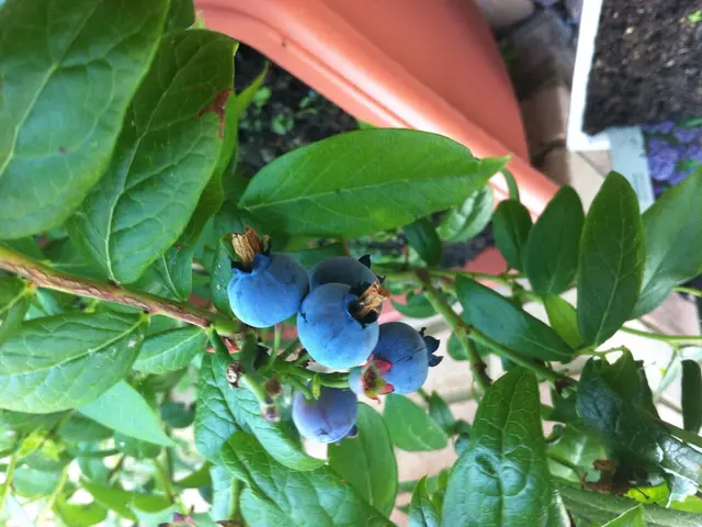 Cultivate Stunning Blueberries in Your Own Backyard