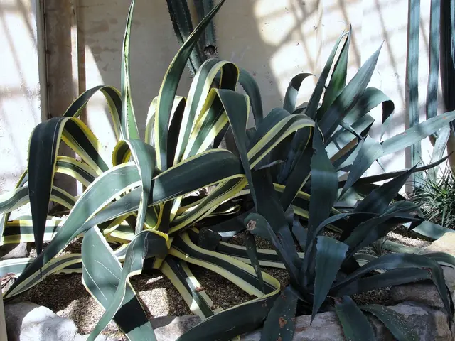 Pineapples, despite their small size, could potentially contribute to the fight against food waste.