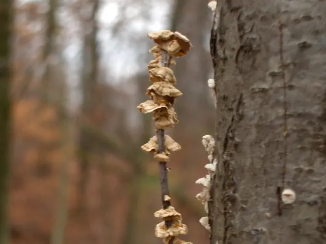 Methods for Eliminating Funga Gnats in Potting Soil