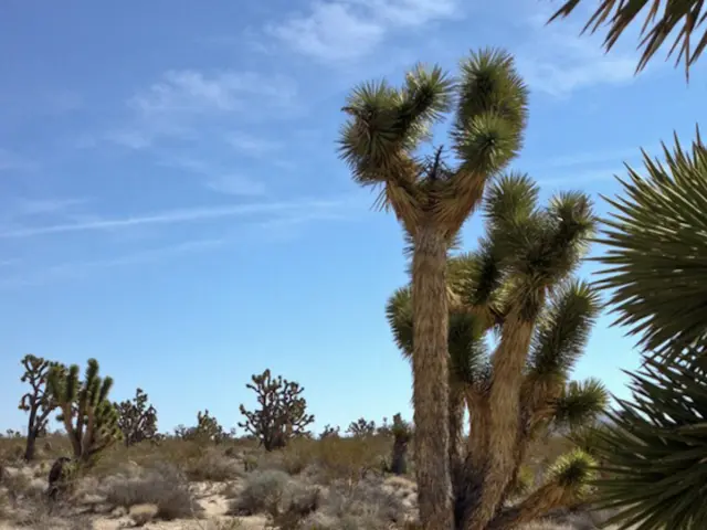 Requires steady care and maintenance for the sizable blackcurrant shrub, bearing small berries, to...