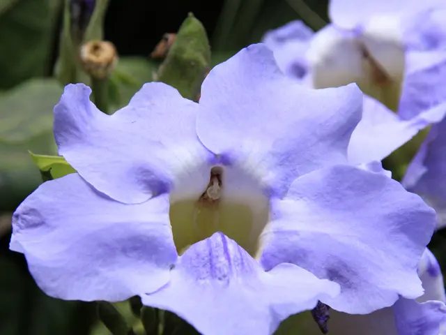 Independent Day Plant Gift Guide: Spruce Up Celebrations with Flora!