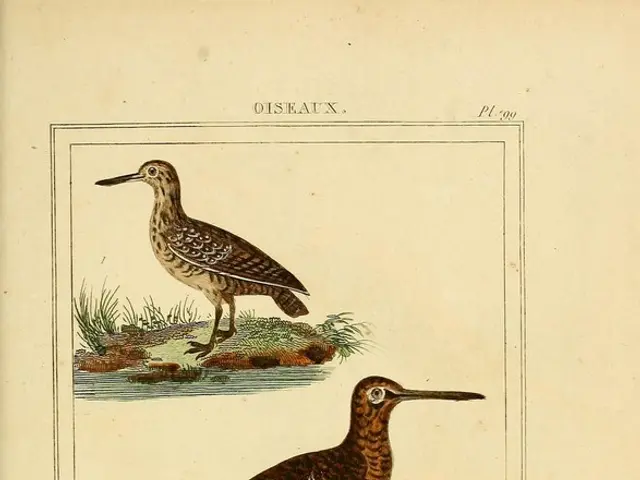 Strategies for Drawing Avian Visitors to Your Backyard