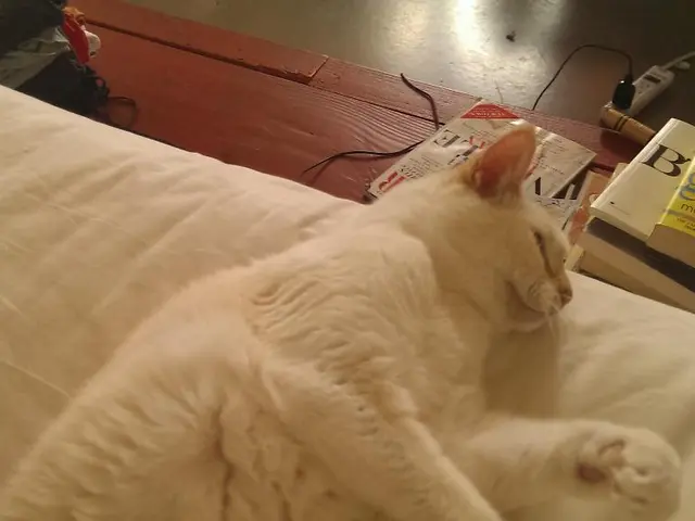 Homemade work companion, upgraded with a cat-designed desk bed available at a discounted price...