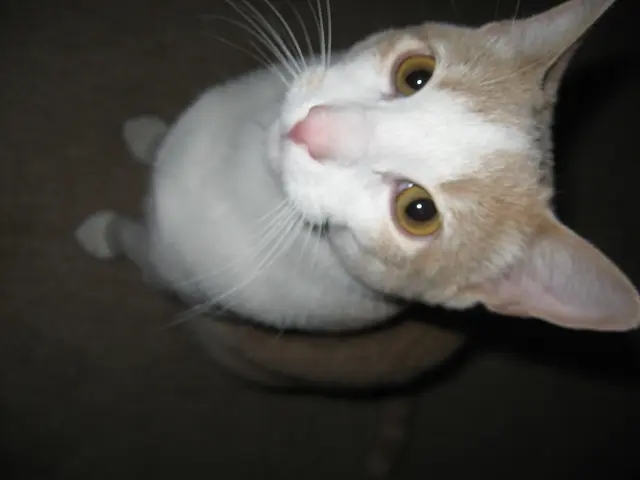 Origins and Variations of the Peterbald Cat Breed, focusing on its fur textures