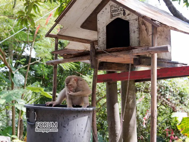 Zoological park in Chon Buri welcomes a new group of squirrel monkeys