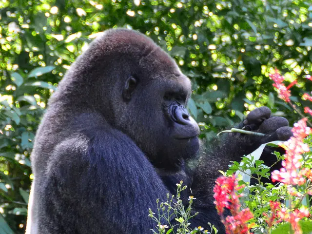 Endangered infant gorilla makes touching public appearance at Colorado zoo