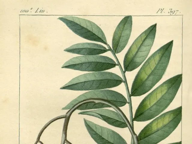 Harvesting Cantaloupes: A Guide to Choosing Maturity for Deliciously Ripe Melons