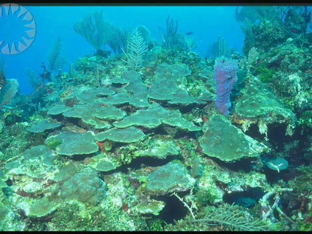 Basil Watering Dilemma: Understanding and Rectifying Overwatering and Underwatering