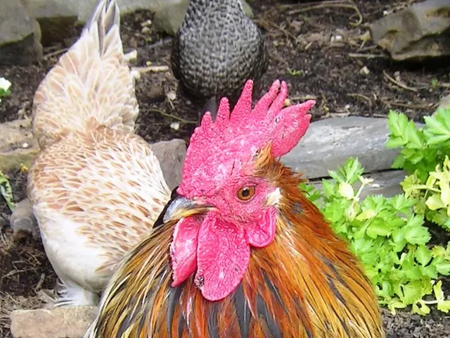 Chicken Licken's Tale Offers Insights into Hens' Happiness: According to Arthur Parkinson, the...