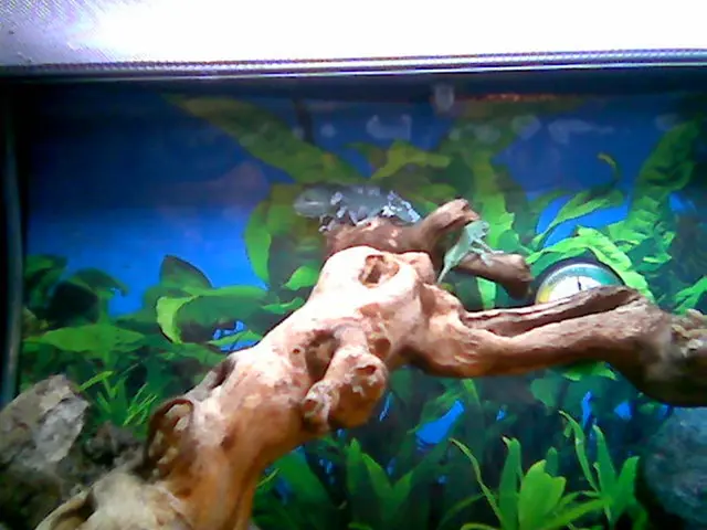 Instruction on Utilizing Spider Wood Driftwood from Azalea Root, a guide from Hardscape