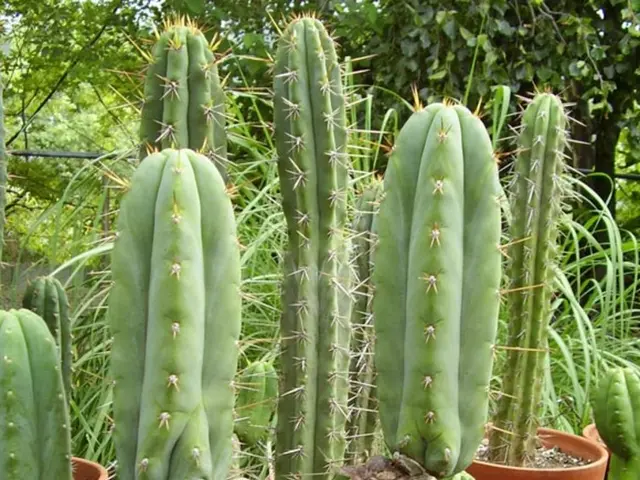 Cactus Maintenance Guidelines