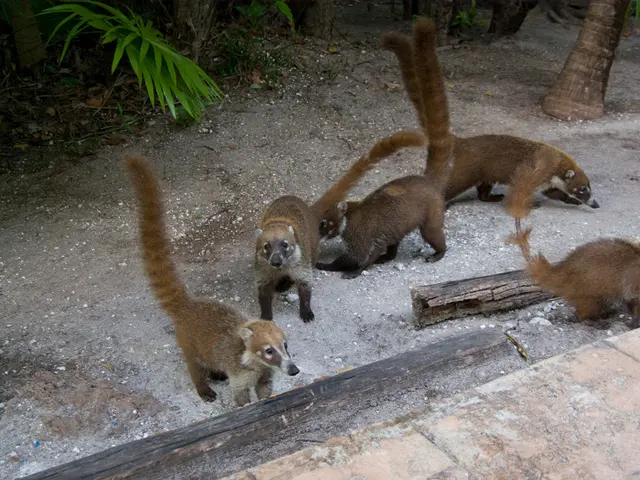 Zoo Director in Leipzig finds it difficult to conceal his feelings.