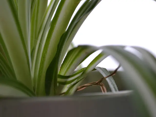 Unsolved Puzzles in Soil: Identifying the Cause of Those Odd Spots in Plant Ground