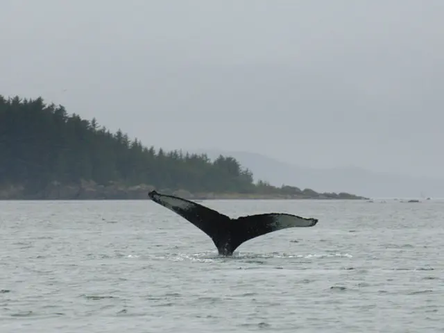 Whale Assists Diver with Resurfacing by Gentle Elevation, as Acted by a Mother Humpback