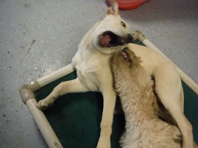 Munich's Animal Operations: Police Discover a Fluffy Canine, Firefighters Need to Rescue Hamsters