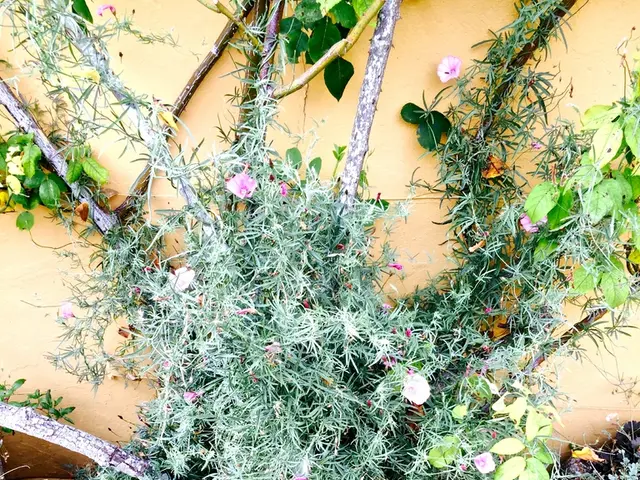 Spectacular Dropping Vegetation to Enhance Your Space! Explore These 8 Cascading Plants for...