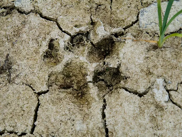 Efficient Strategies for Eliminating Weeds in Driveway Fissures