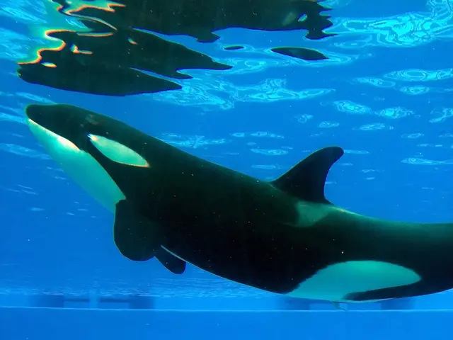 Unique and Innovative Suggestions for Whale Naming