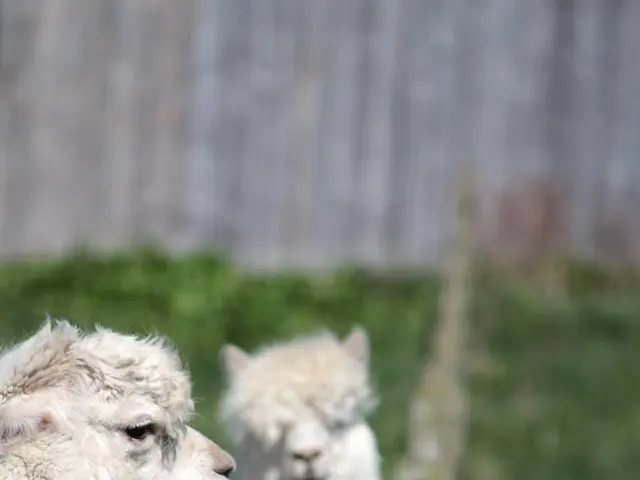 Annual Sheep Exhibition Scheduled for 2025
