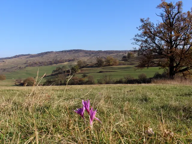 Flowers that flourish with minimal care - 5 vital blooms for gardeners short on time, plant once...