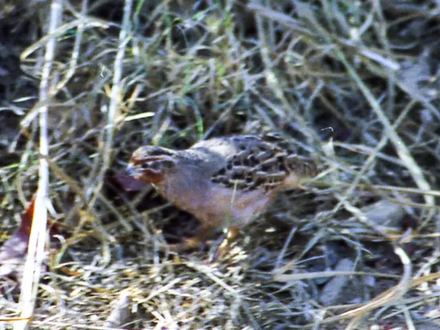 Top-15 Strongest Bird Netting for Robust Garden Defense and Security