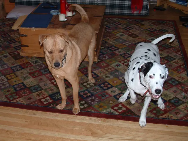Dog owners are enthusiastically praising a cooling mat for their pets, and I've discovered it's...