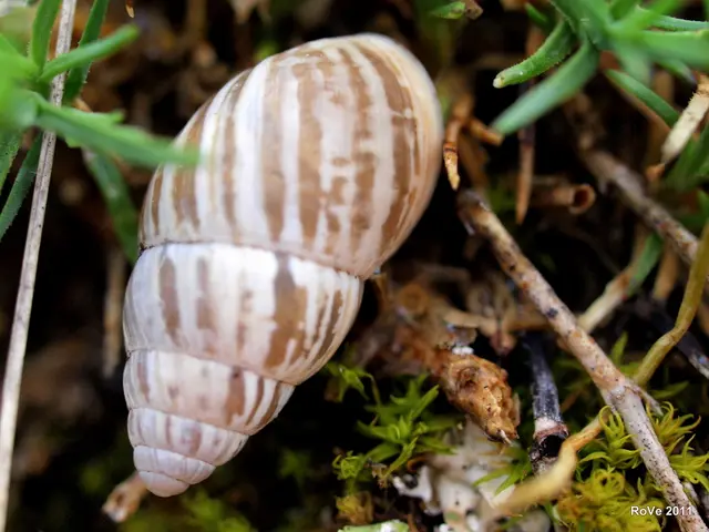 Timing Fertilization for Bermuda Sod: Maximizing Growth Success