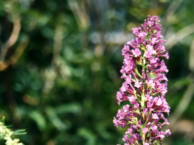 Top 10 Blooms that Entice Hummingbirds