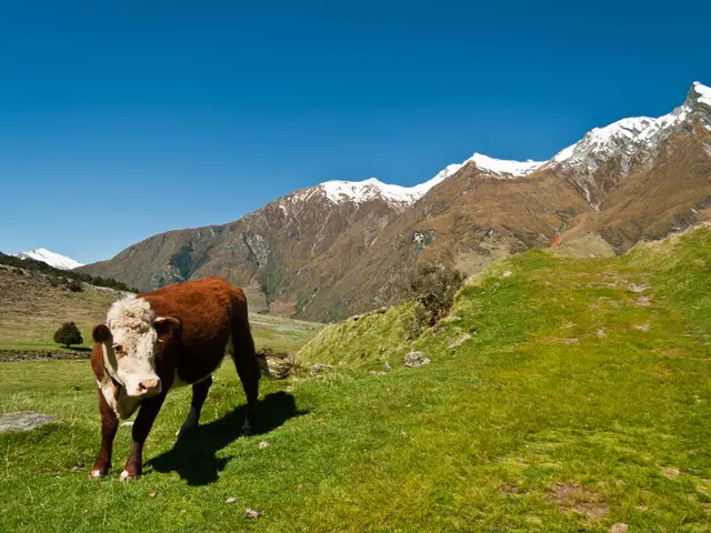'Cow Rescuers': Brothers From Himachal Pradesh Transport 200 KG Bovine on Their Own Back to...