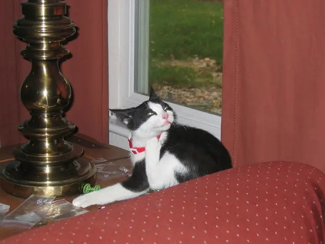 Cat liberated following 13 years of captivity