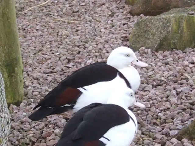 Issues persist with my beloved gravel driveway, causing second thoughts about its design to arise