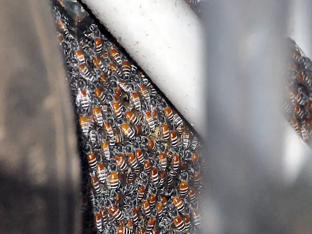 Is it the wasps that are inherently aggressive, or is human interference causing their aggressive...