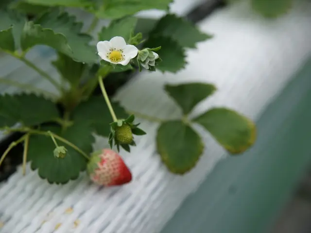 Ripe and Red: The Final Strawberry