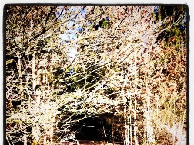 Elevated micro-forest pathway connecting residents of Mumbai with the natural world in its urban...