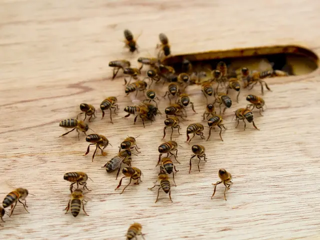 Effective Pest Control for Bonsai with Insecticidal Soap