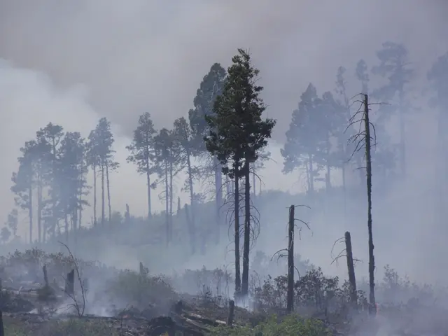 Summer relaxations in New York City demand exploring three top-notch cannabis strains to sample...