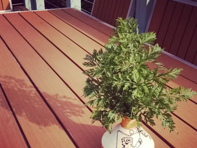 Top Air-Cleaning Plants to Maintain Fresh Air in Your Home for a Long Period