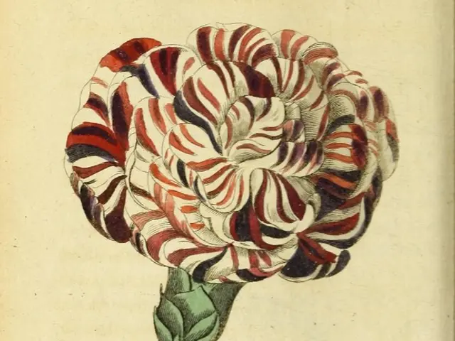 Create a Simple Drawing Guide for a Poppy Flower