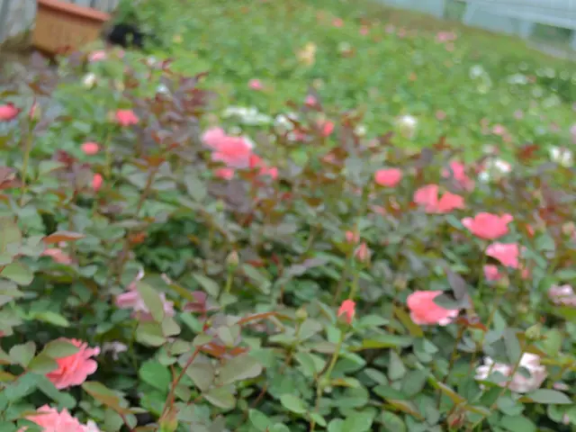 Blood-red blooms spanning from autumn to the heart of summer, along with a man who illuminated a...