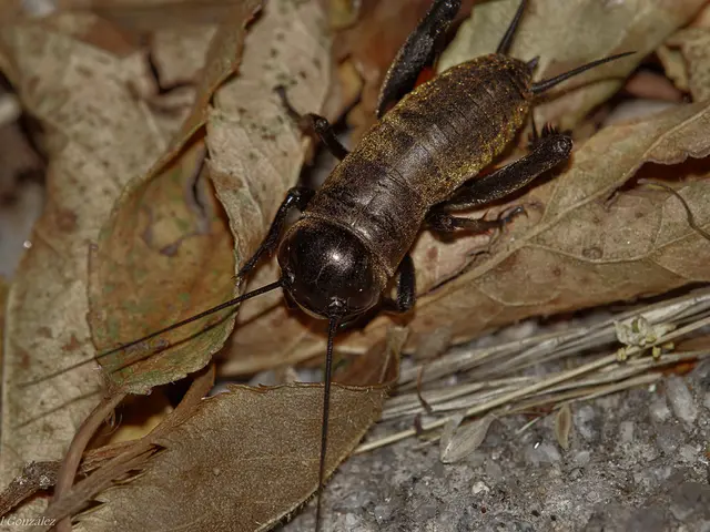 Wasp-deterrent scents recommended by pest specialists to prevent wasps from infesting your garden...