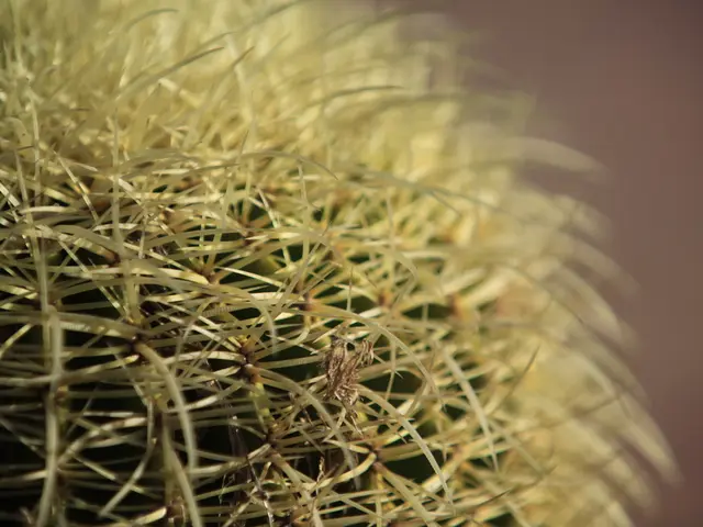 Comprehensive Guide to Hoya Kerrii Cultivation and Growth