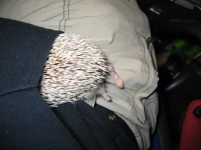 Expanding a Hoodie: Simple Techniques in 3 Steps