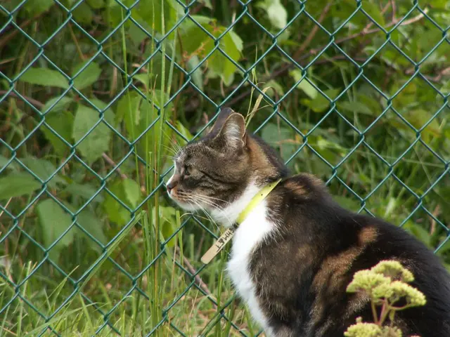 Strategies for Deterring Felines from Your Garden: Professional Advice from a Veterinarian