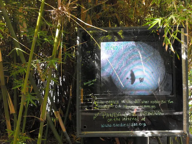 Walnuts lines up on Gerhard-Hoehme-Allee